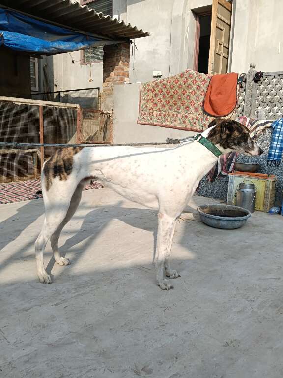 Ck Daku's Profile Pic