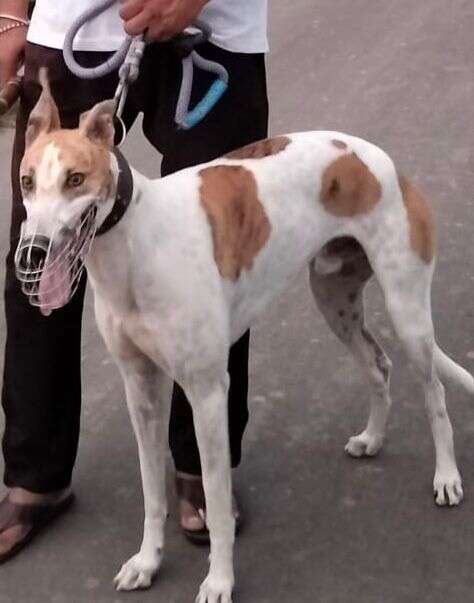 Big red 's Profile Pic