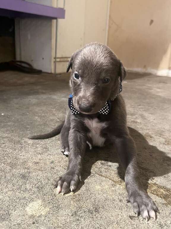 Blue Commander's Profile Pic