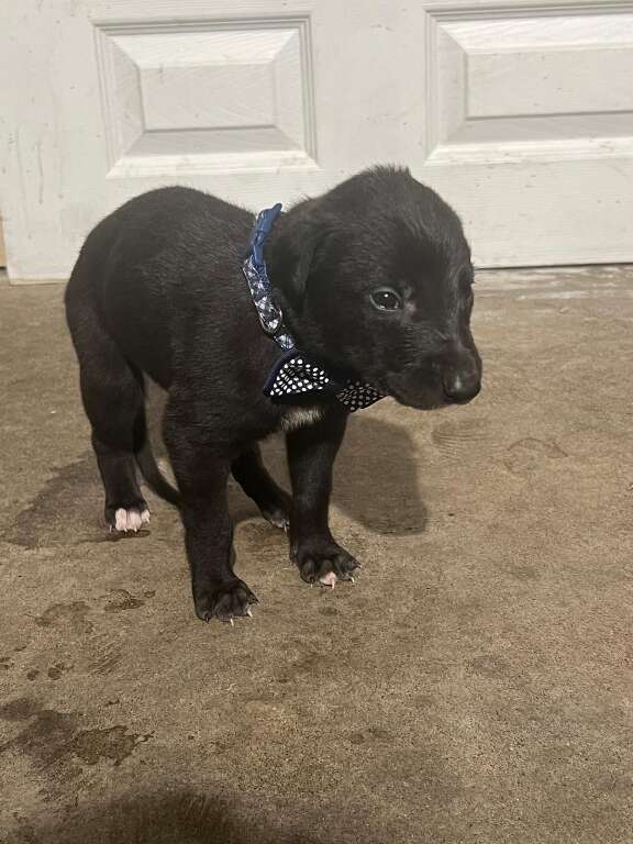 Black Jack's Profile Pic