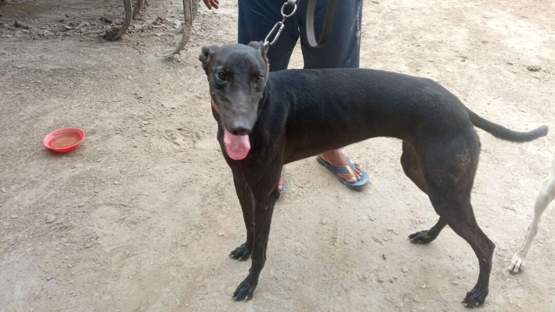 Mafiyaa 's Profile Pic