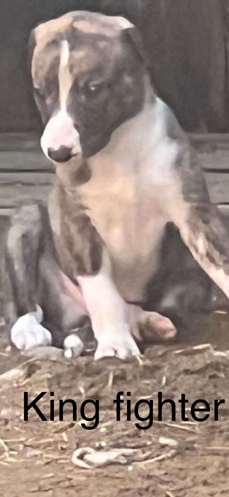 King Fighter's Profile Pic